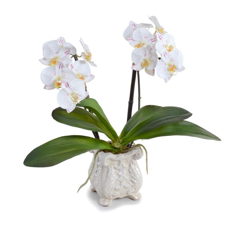 Phalaenopsis Orchid (Duplicate)