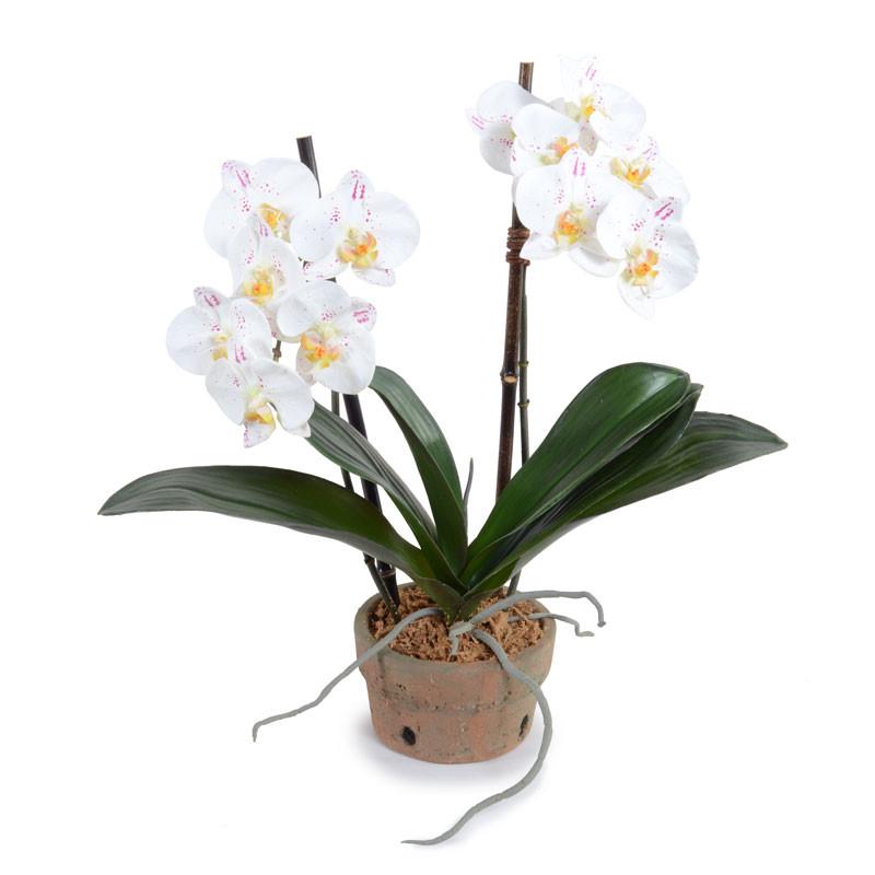 Phalaenopsis Orchid (Duplicate)