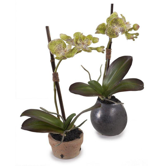 Mini Orchid - Phalaenopsis