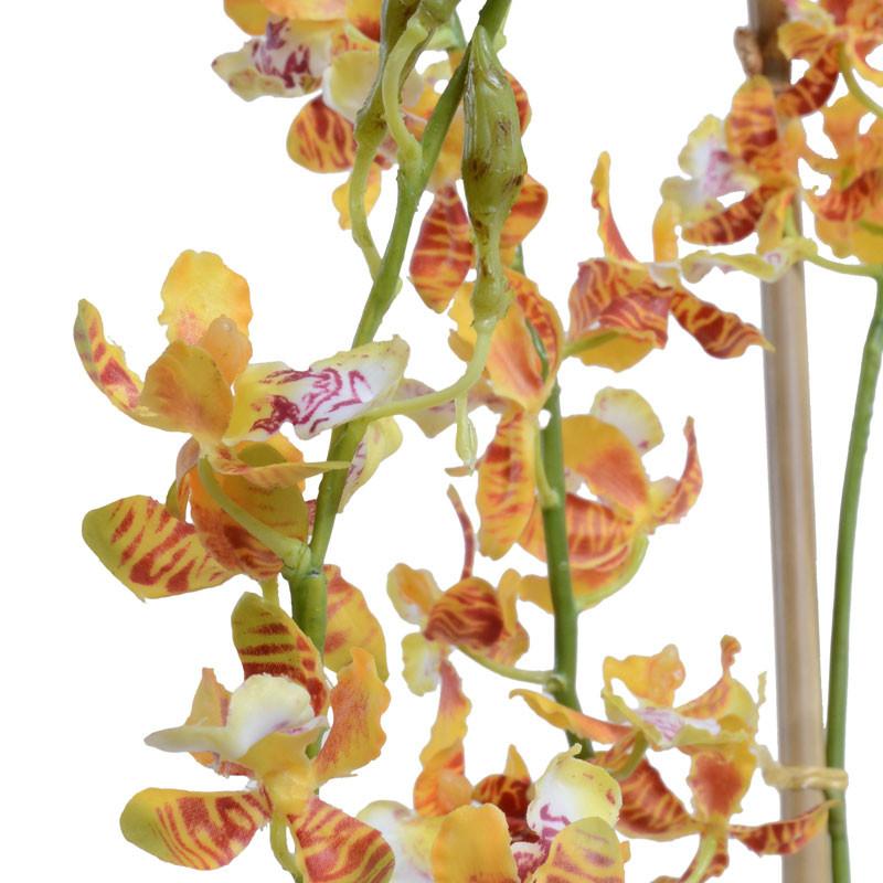 Laeliocattleya Orchid