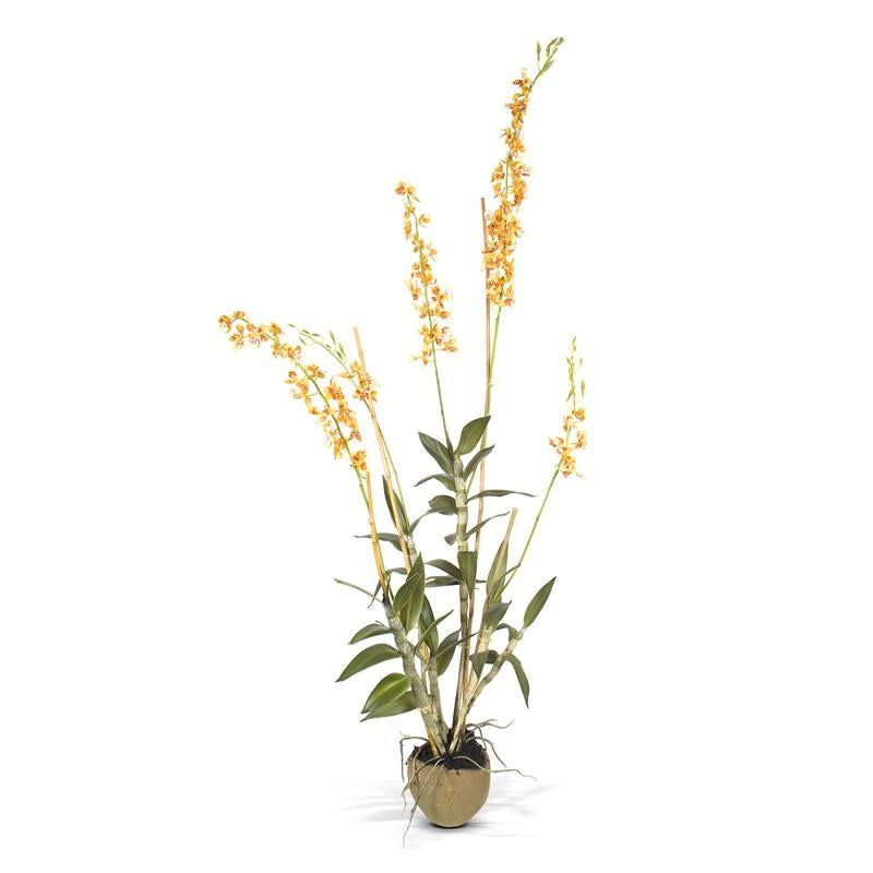 Laeliocattleya Orchid