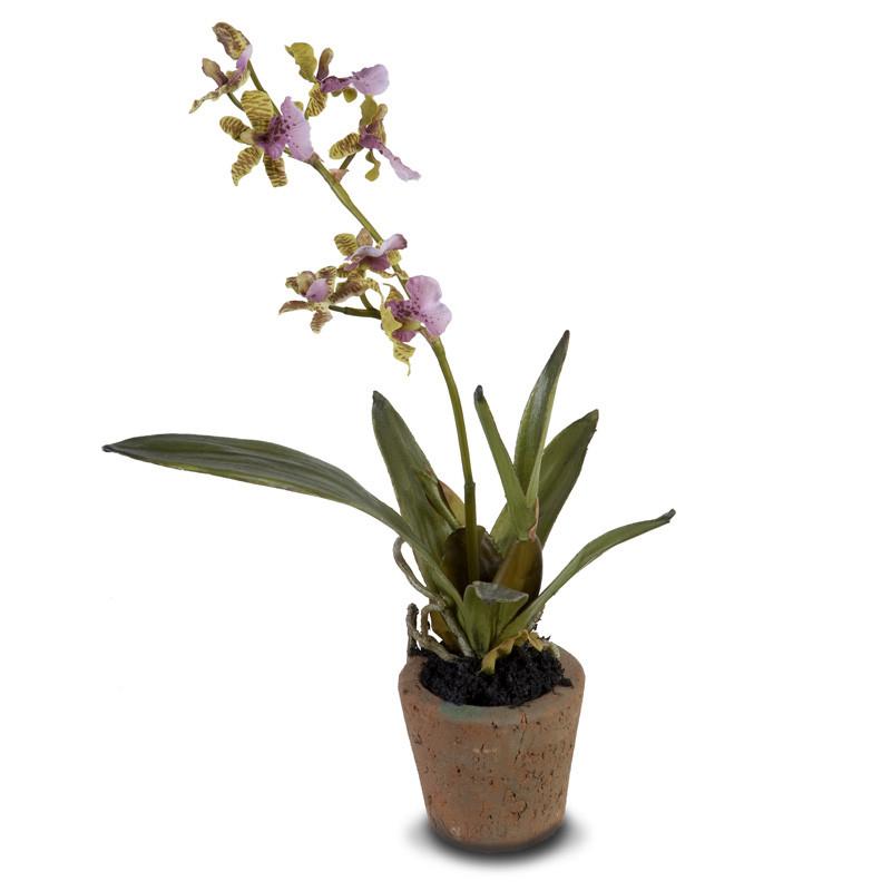 Mini Orchid Assortment