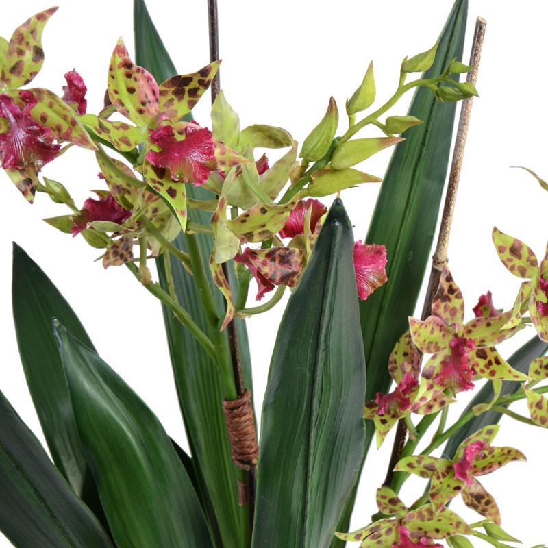 Cymbidium Orchid - New Growth Designs