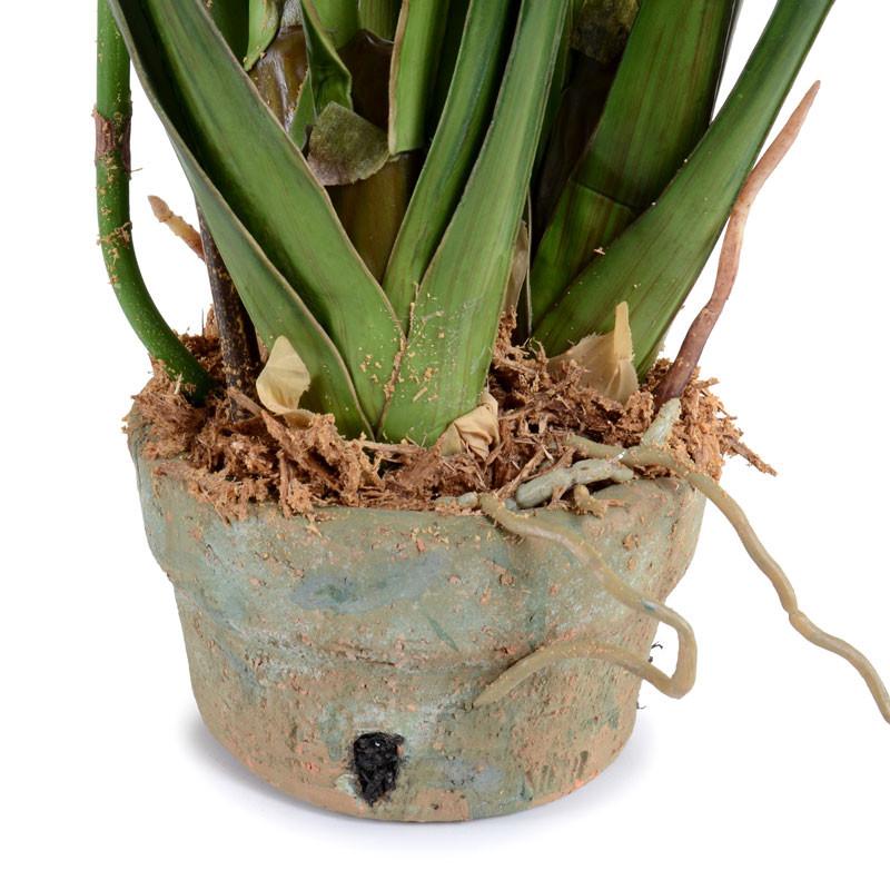 Cymbidium Orchid - New Growth Designs