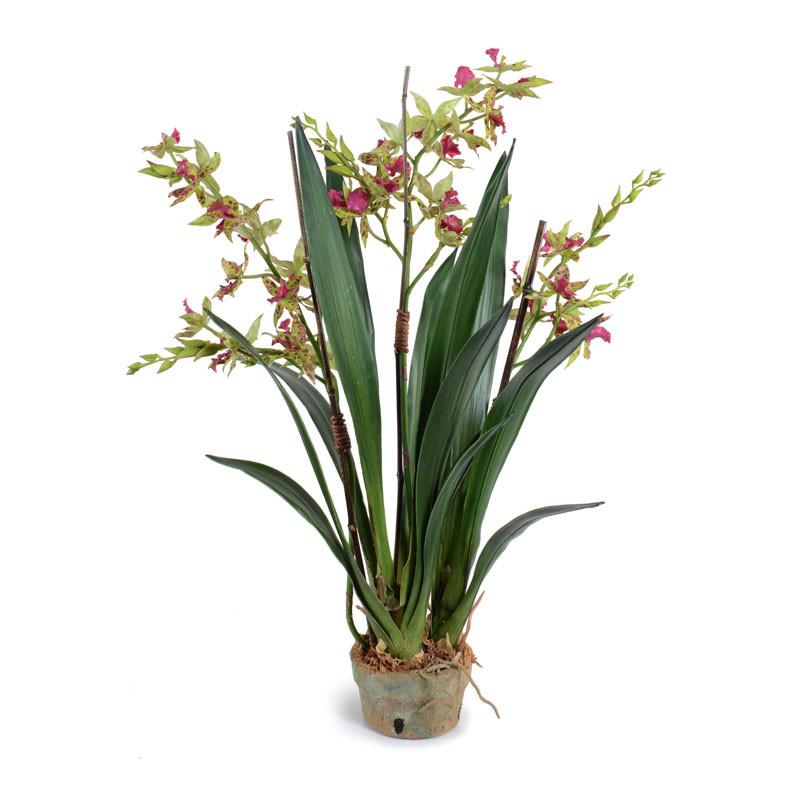 Cymbidium Orchid - New Growth Designs