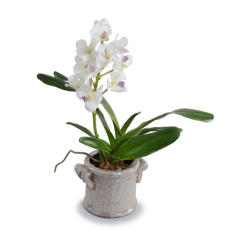 Small Vanda Orchid