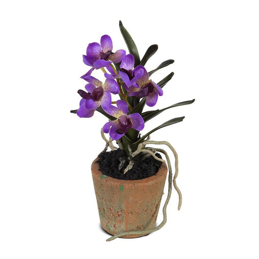 Mini Orchid - Vanda