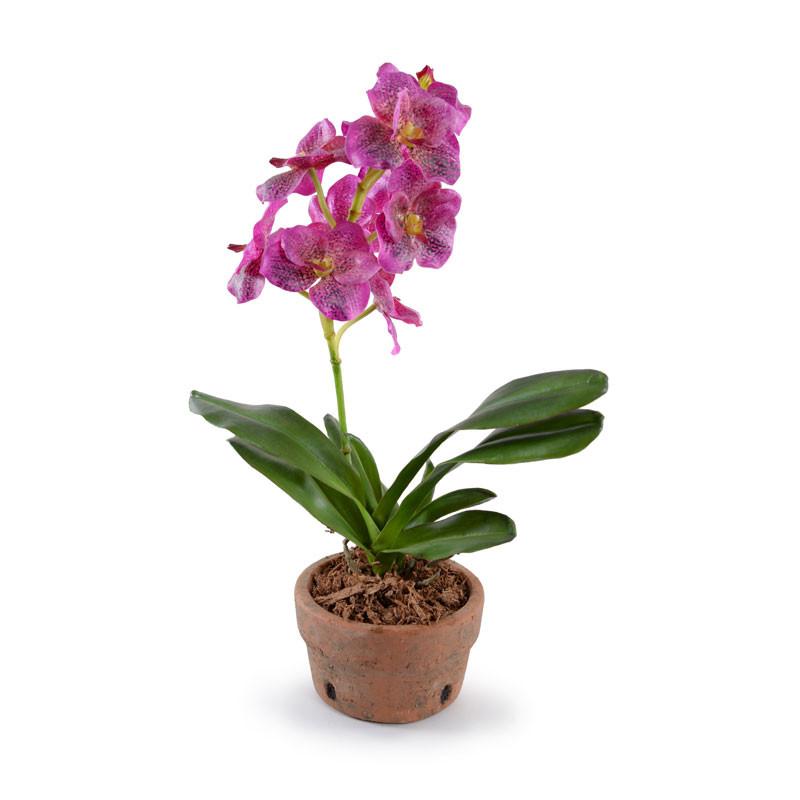Vanda Orchid