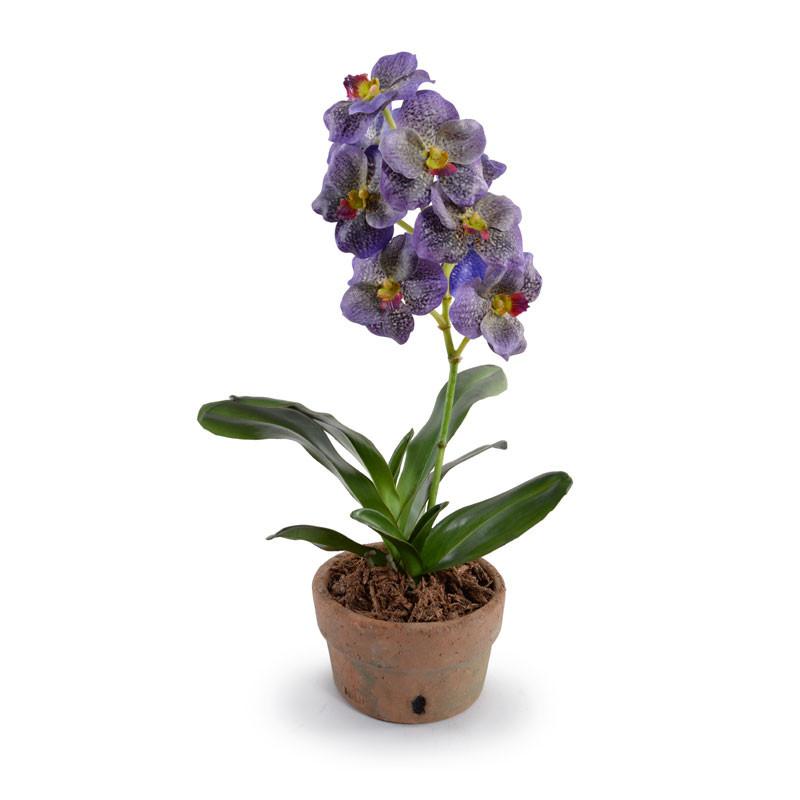 Vanda Orchid