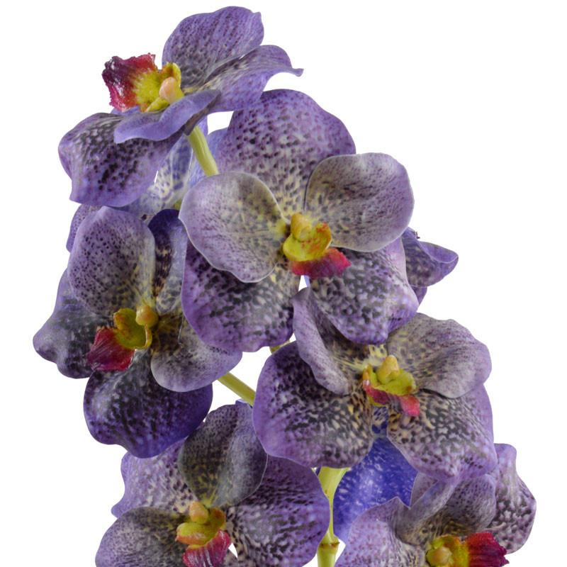 Vanda Orchid