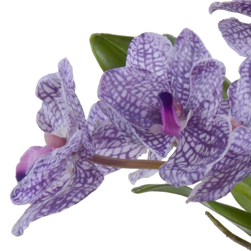 Vanda Orchid