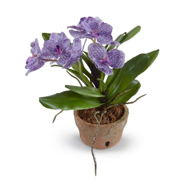 Vanda Orchid