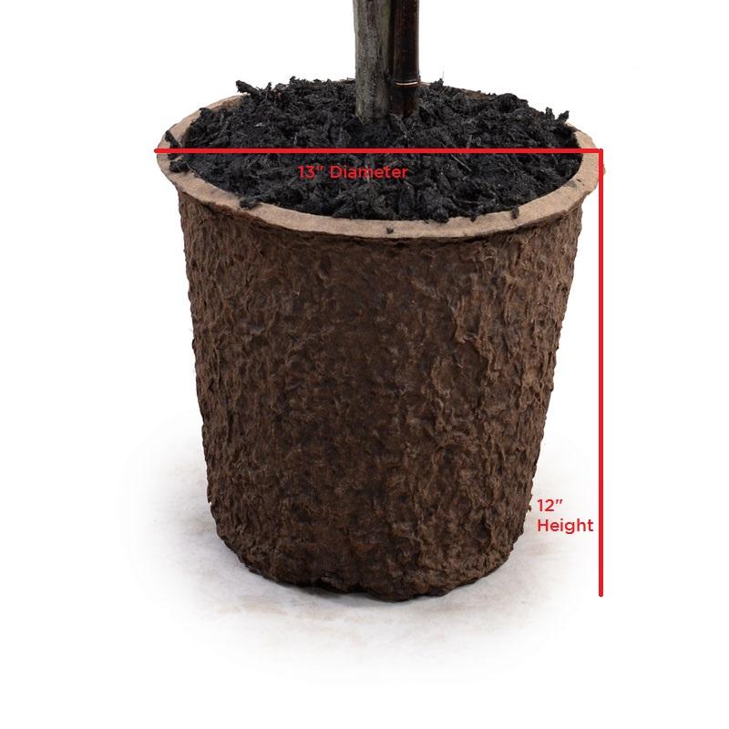 Boxwood Double Ball Topiary - New Growth Designs