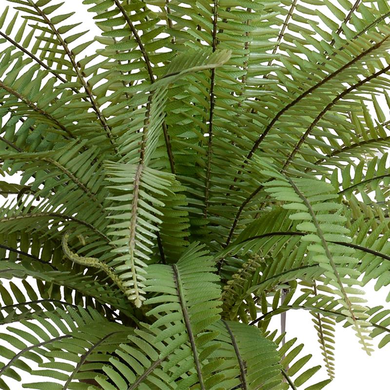 Fern, Sword Fern - New Growth Designs