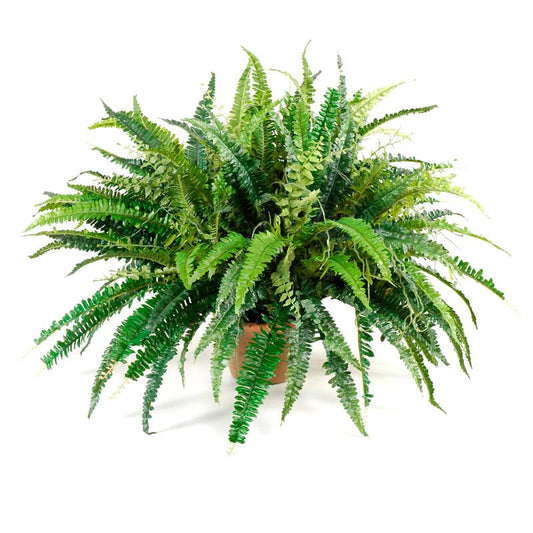 Forest Fern in 6" Rustic Terracotta Pot