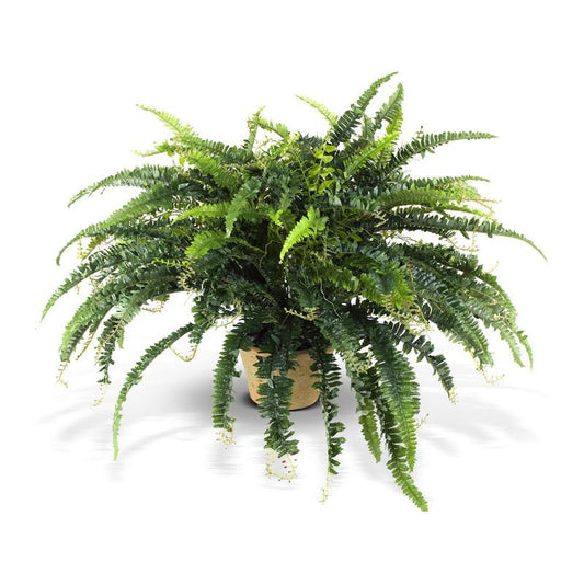 Forest Fern - New Growth Designs