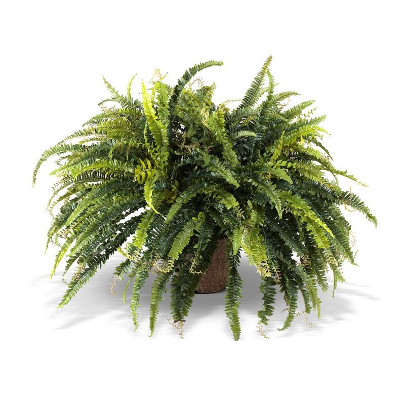 Forest Fern - New Growth Designs