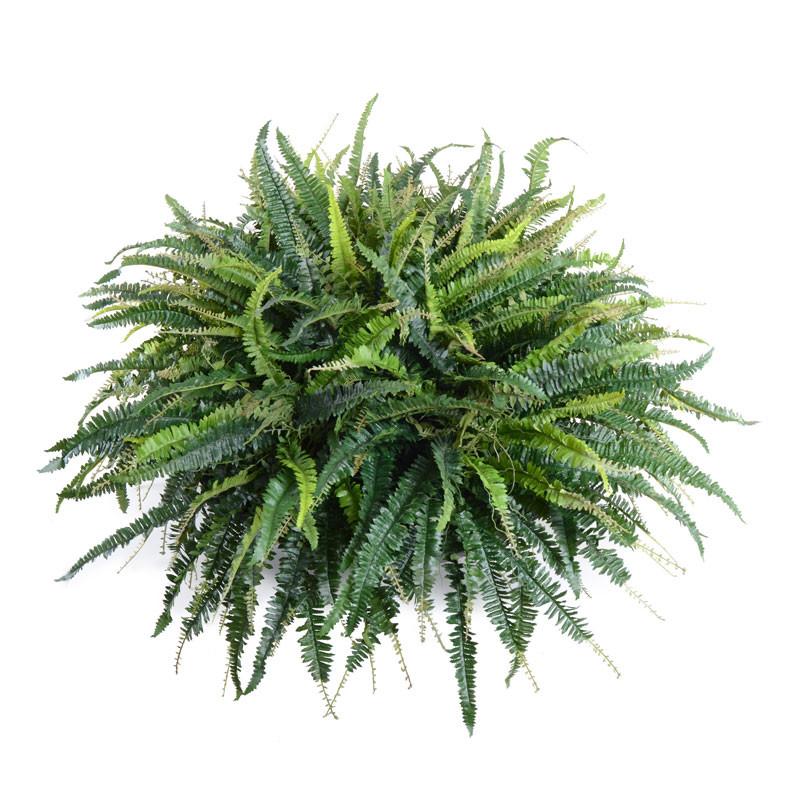 Forest Fern - New Growth Designs