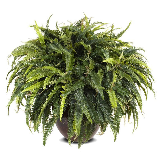 Forest Fern - New Growth Designs