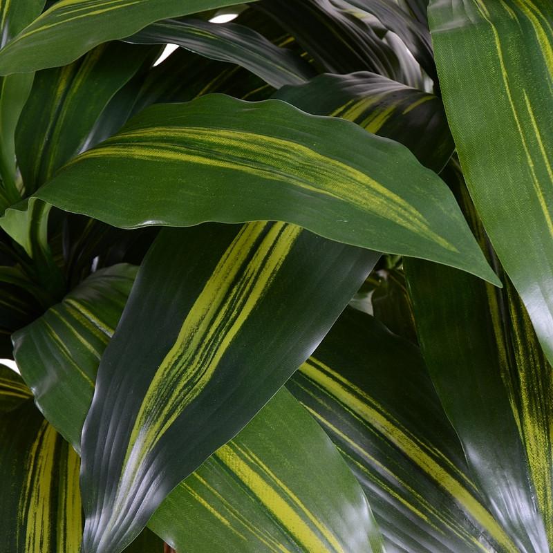 Dracaena Plant, 48" - New Growth Designs