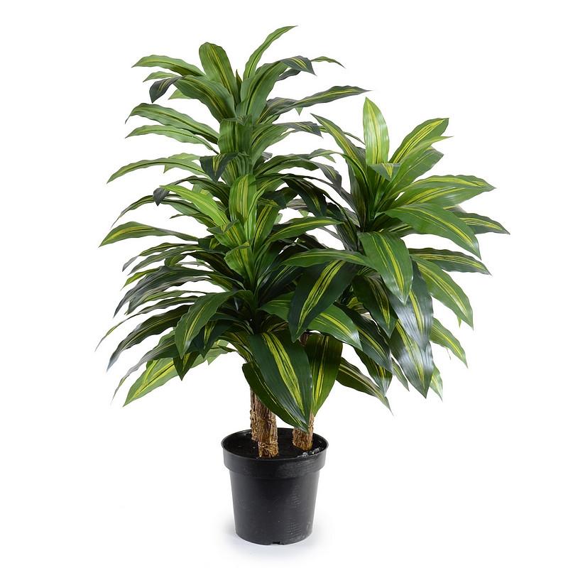 Dracaena Plant, 48" - New Growth Designs