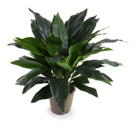 Aspidistra Plant, 36" - New Growth Designs
