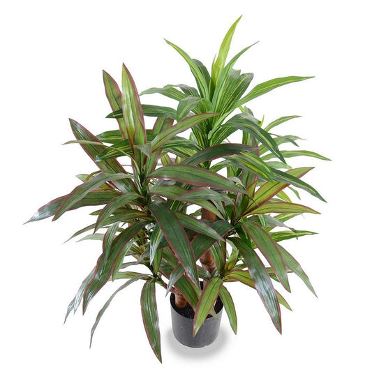 Dracaena Plant, Red-green 36" - New Growth Designs