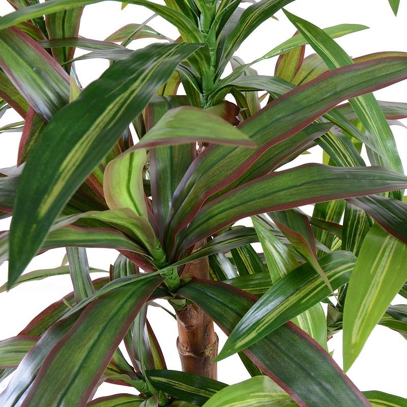 Dracaena Plant, Red-green 36" - New Growth Designs