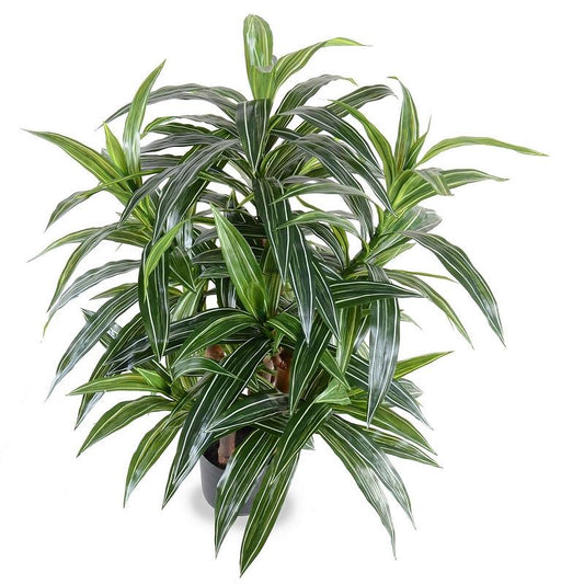 Dracaena Plant, Variegated 36" - New Growth Designs