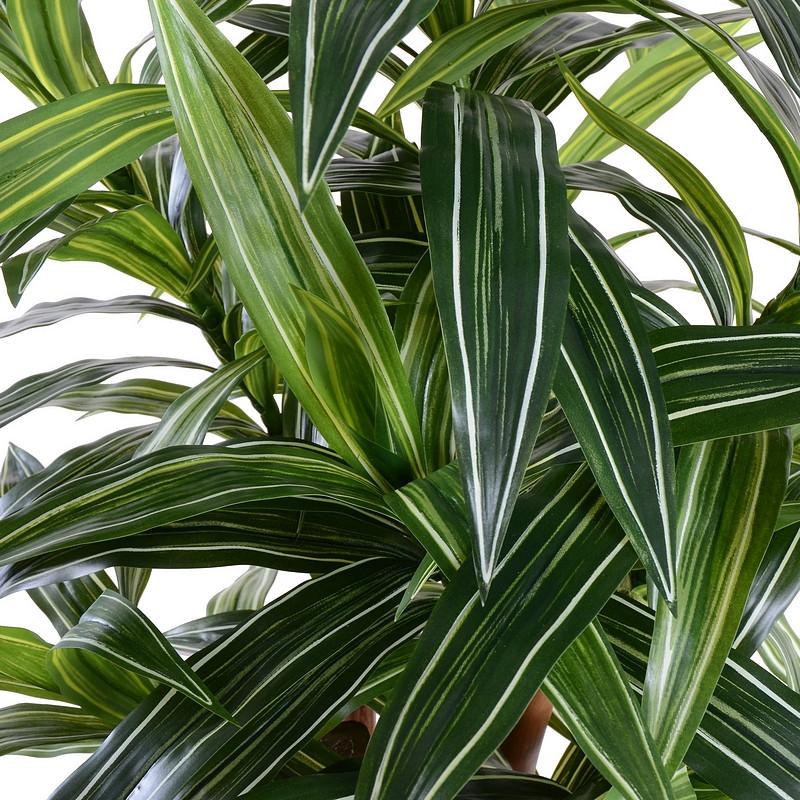 Dracaena Plant, Variegated 36" - New Growth Designs