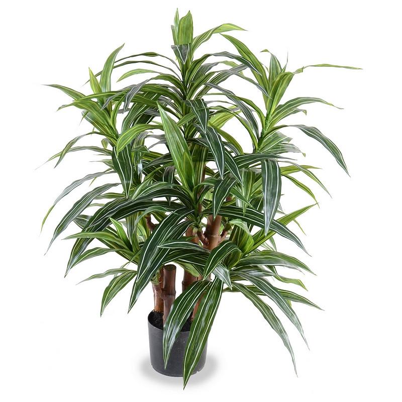 Dracaena Plant, Variegated 36" - New Growth Designs