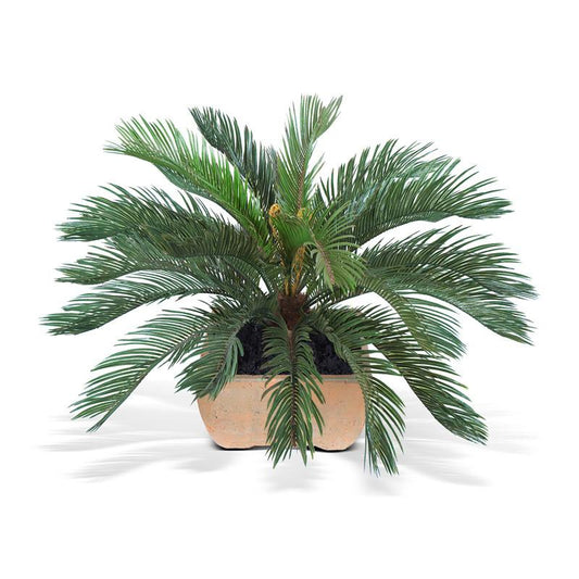 Cycas Palm - New Growth Designs