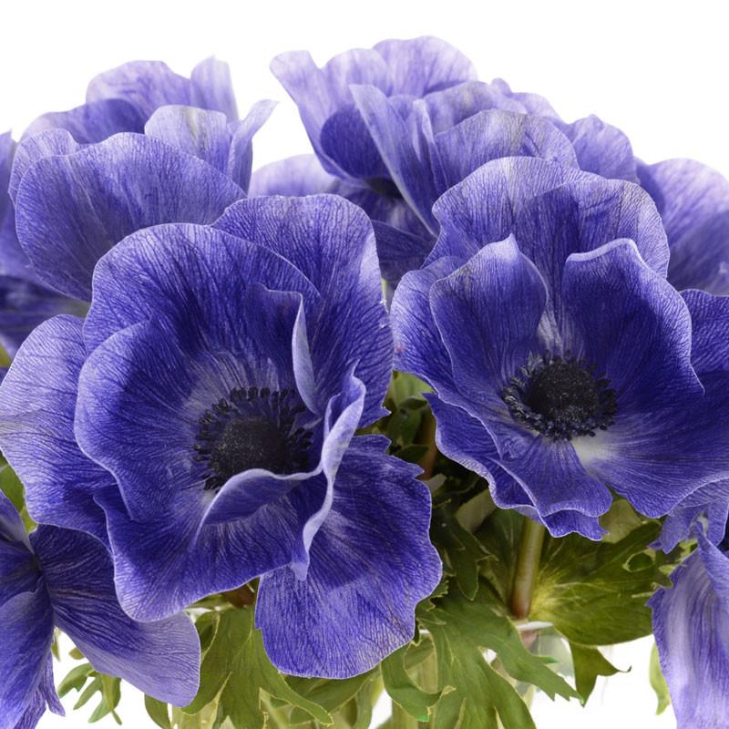 Anemone Arrangement - New Growth Designs