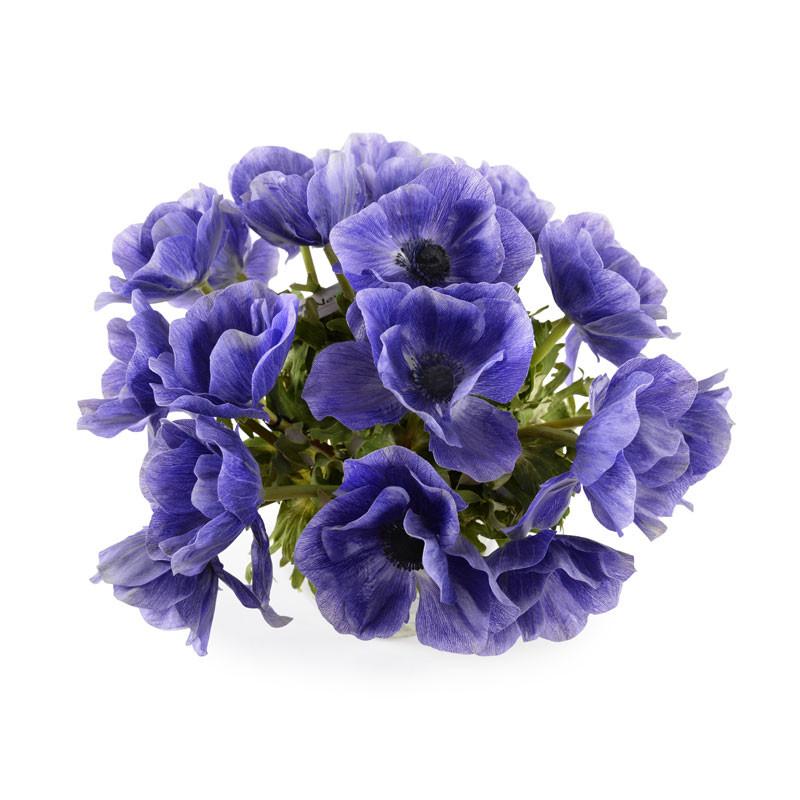 Anemone Arrangement - New Growth Designs