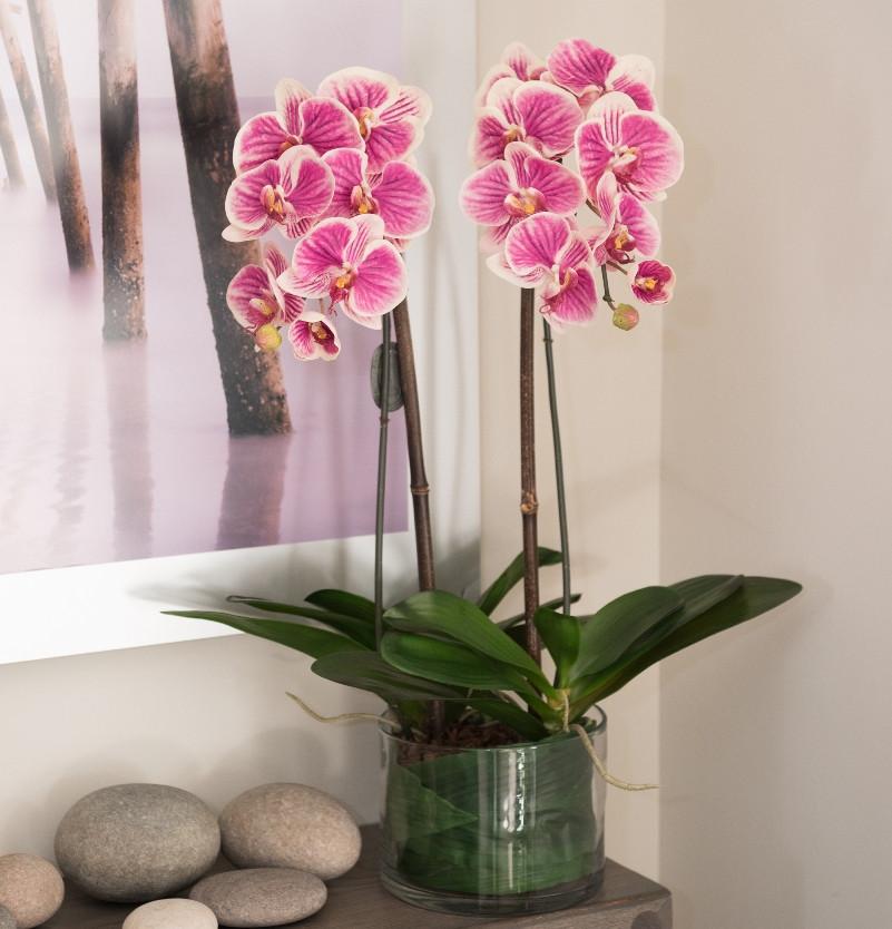 Phalaenopsis Leaf It