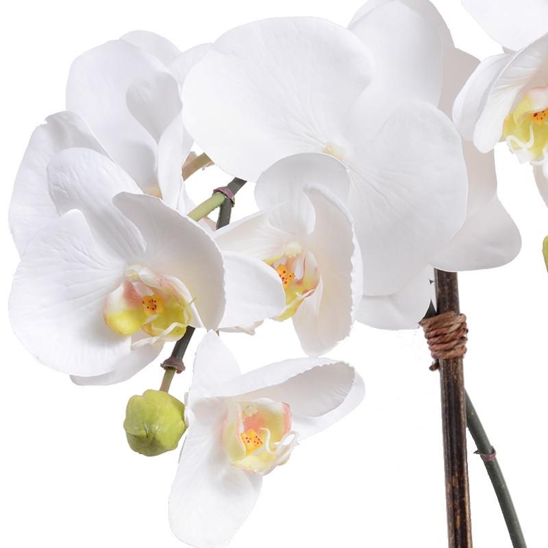 Phalaenopsis Leaf It