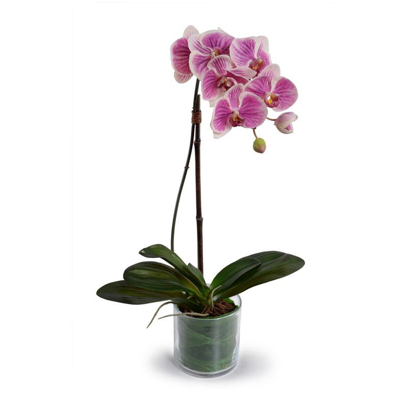 Phalaenopsis Leaf It (Duplicate)