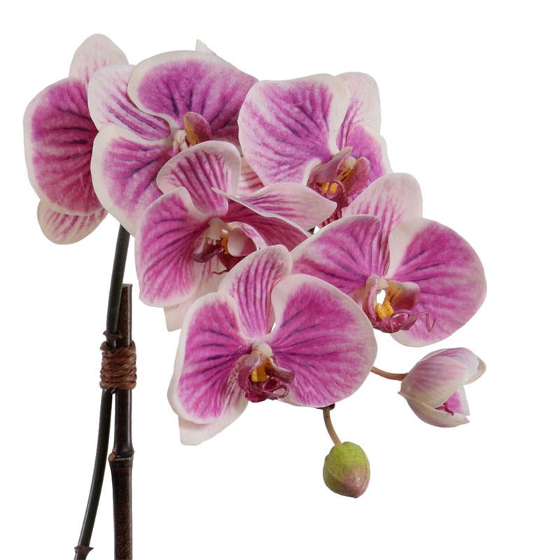 Phalaenopsis Leaf It (Duplicate)