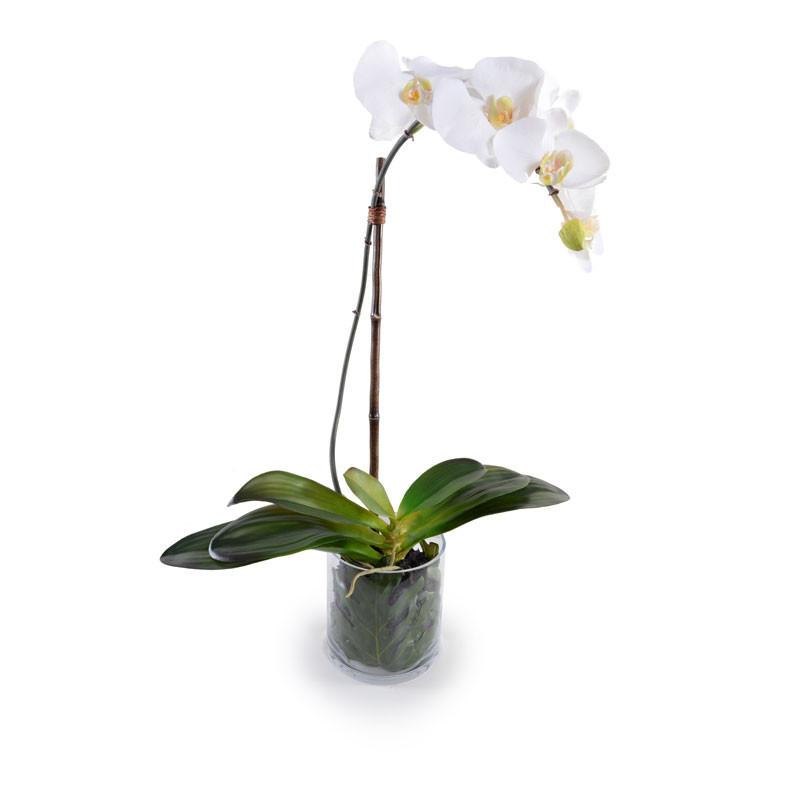 Phalaenopsis Leaf It (Duplicate)