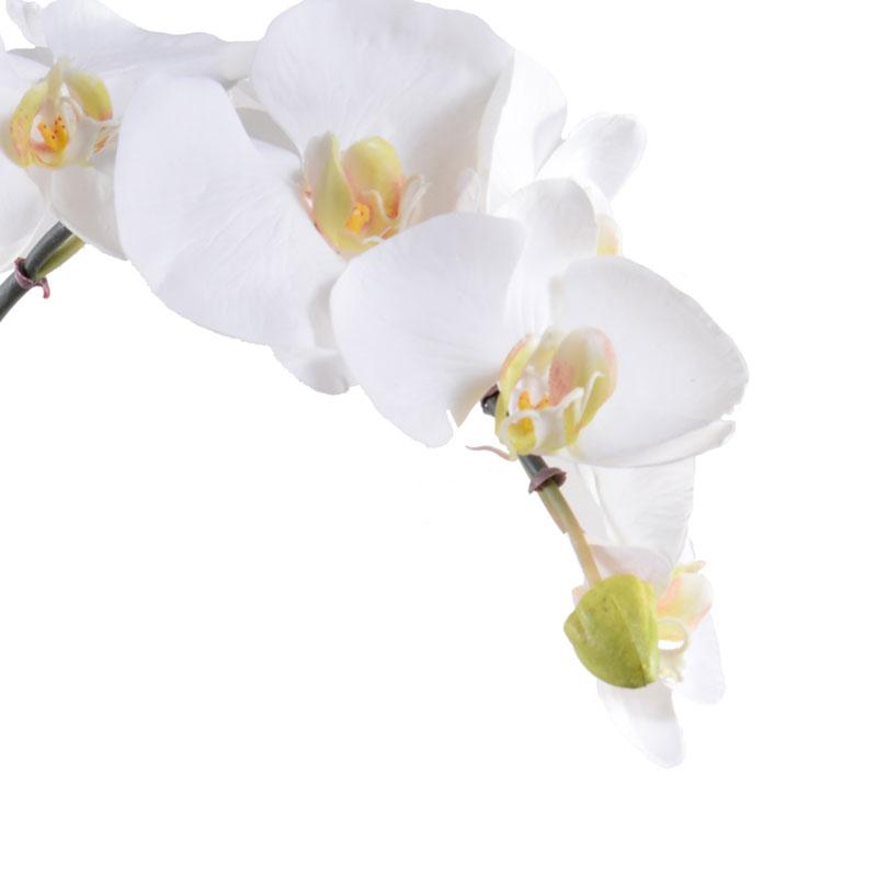Phalaenopsis Orchid Vase
