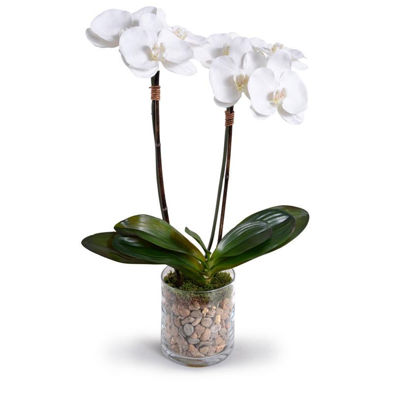 Phalaenopsis Orchid