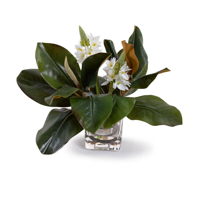 Magnolia, Star of Bethlehem