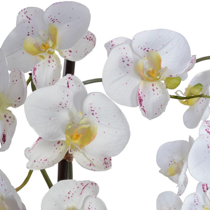 Phalaenopsis Orchid