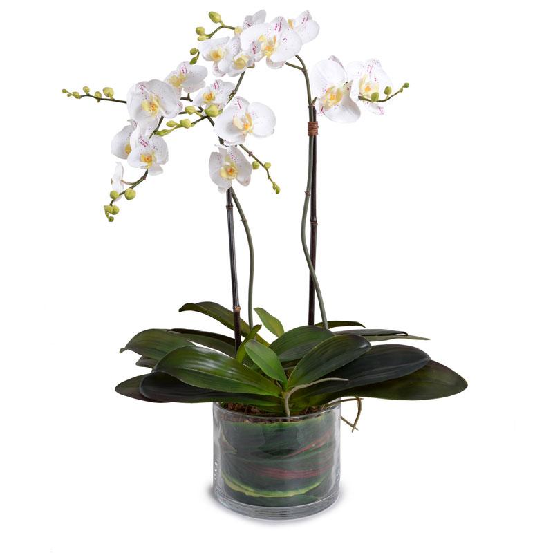 Phalaenopsis Orchid