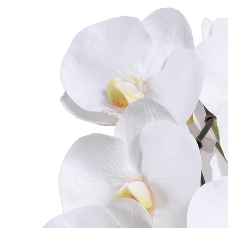 White Phalaenopsis orchid flower