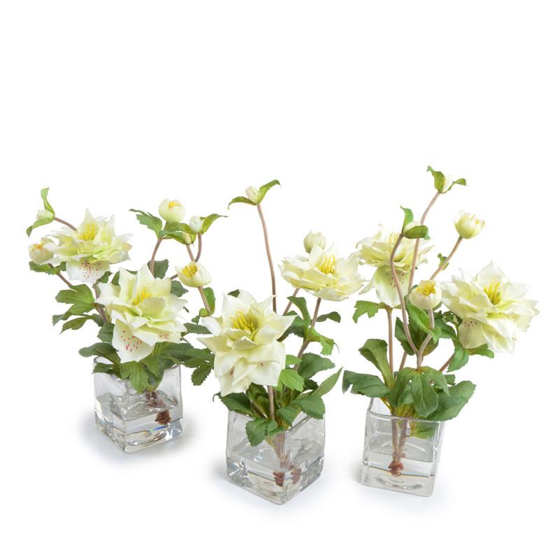 Helleborus (Lenten Rose) - New Growth Designs