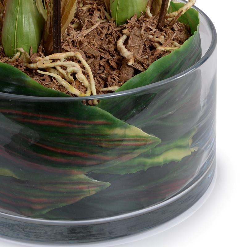 Cymbidium Orchid Leaf It - New Growth Designs
