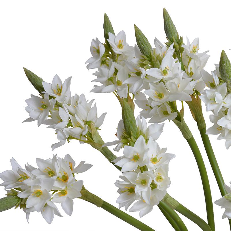 Star of Bethlehem