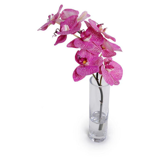 Phalaenopsis Orchid Vase