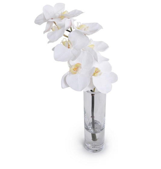 Phalaenopsis Orchid Vase (Duplicate)